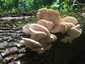 Nyári laskagomba (Pleurotus pulmonarius), Vértes